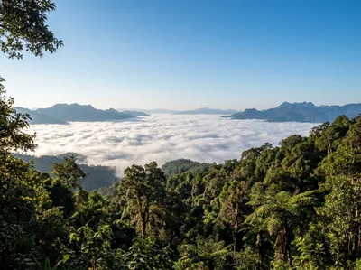 Sea of cloud filling the valley below a forested ridge