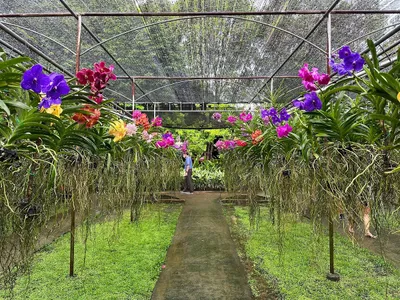 Path between rows of hanging vanda orchids under shade netting