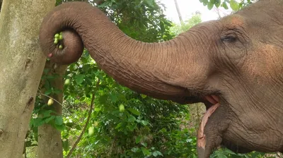 Elephant curling its trunk up to pull fruit from a tree