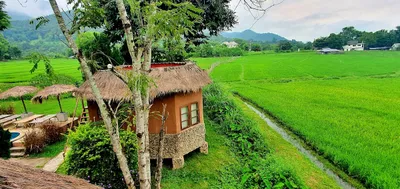 Thatched adobe bungalow beside a bright green rice paddy and irrigation ditch
