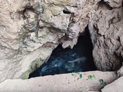 Carp packed into dark water at the mouth of a rock cave pool