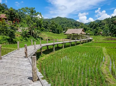 Bamboo walkway winding past young rice to a thatched shelter