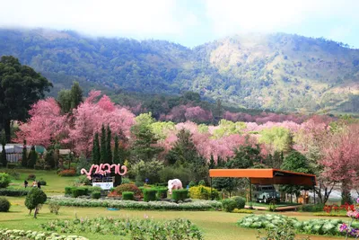 Wild Himalayan cherry in pink blossom above the project's flower beds below the mountain