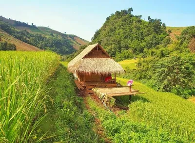 Thatched hut on a bund between terraced rice fields below wooded hills