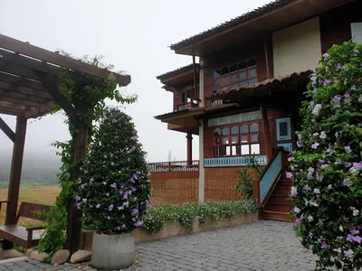 Two-storey teak house with flowering shrubs and mist over the fields behind