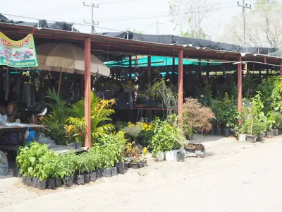 Roadside market stalls of potted plants and clothes racks under tin awnings