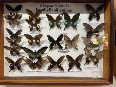Glass case of pinned Papilionidae butterflies with species labels