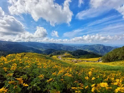 Hillsides of yellow Mexican sunflowers rolling away over blue ridges