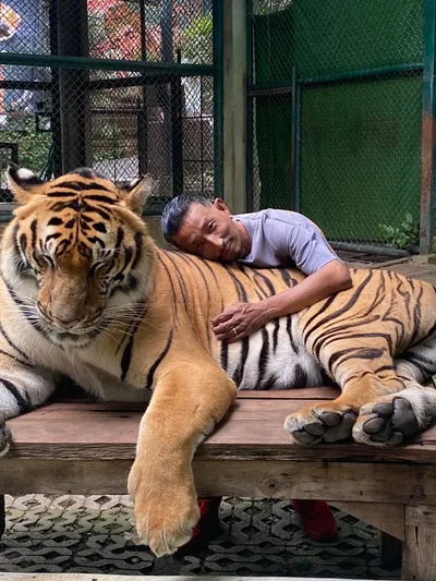 Keeper resting his head and arm on a tiger lying on a wooden platform