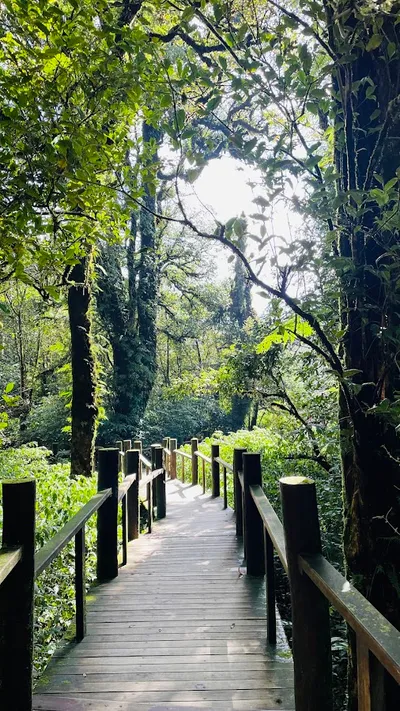 Boardwalk running between moss-hung trees in the summit cloud forest